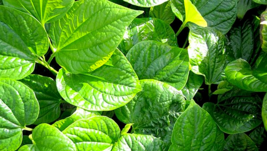 ba-bau-bi-sau-rang-co-han-duoc-khong-nen-dieu-tri-the-nao-de-an-toan-cho-be-3